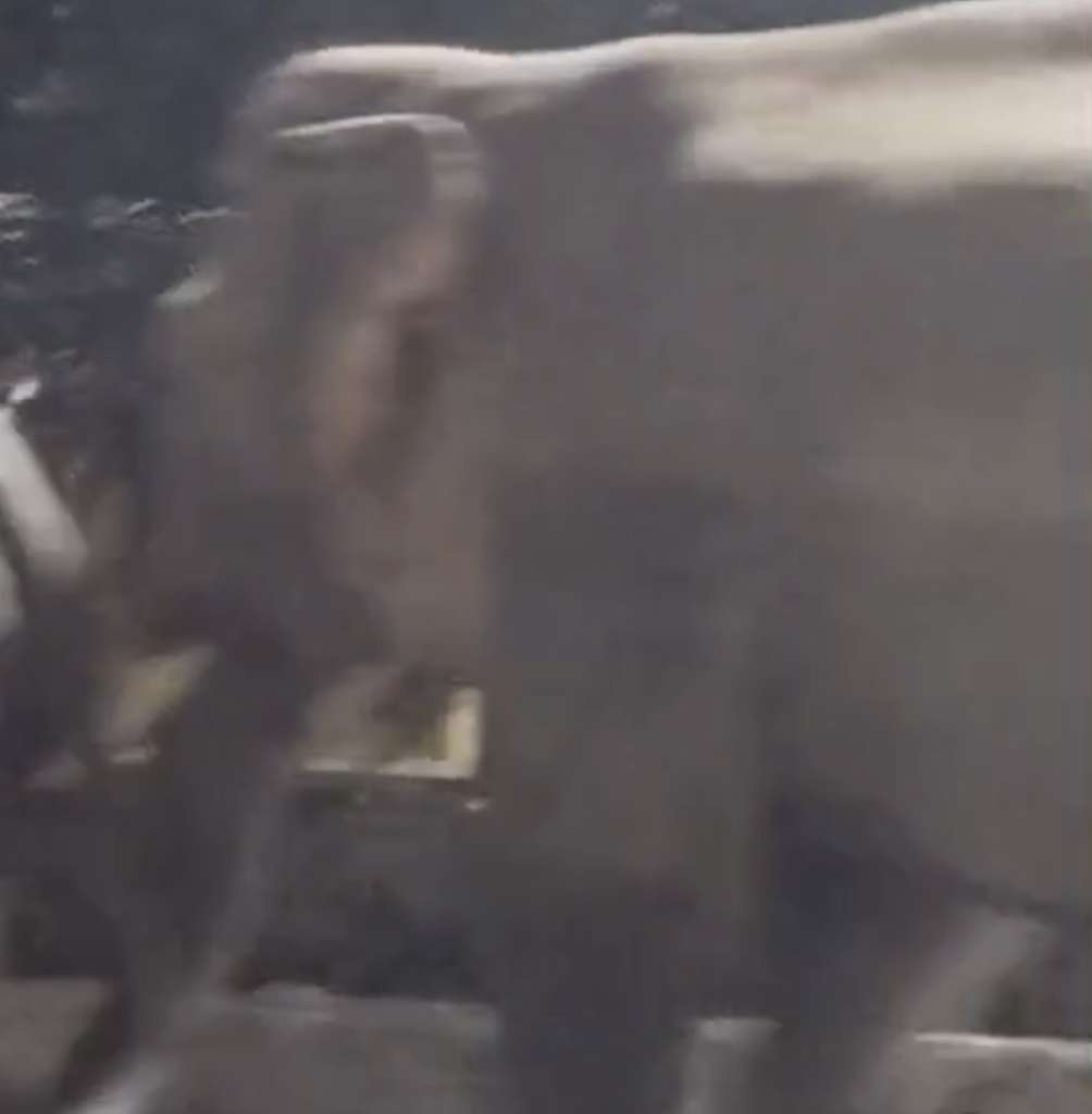 देर रात जगजीतपुर में तीन जंगली हाथियों का आतंक, अफरा-तफरी में बची कई जाने, वायरल वीडियो