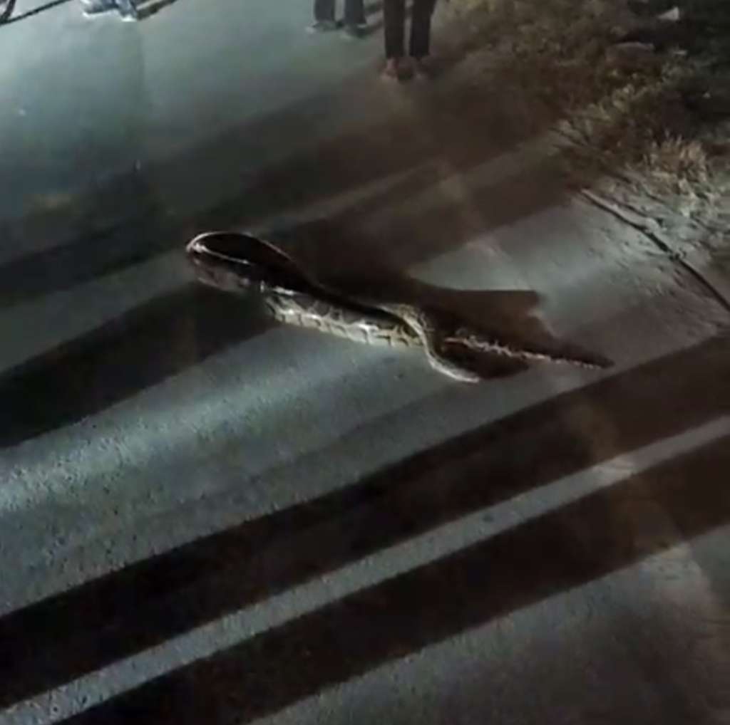 पायलट बाबा आश्रम के सामने सड़क पर मिला 12 फीट लंबा अजगर, राहगीरों में दहशत, वीडियो वायरल